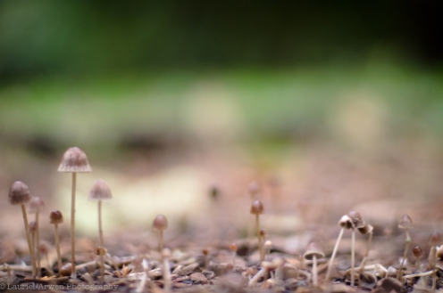 little brown mushrooms