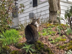 Neighborhood Cat